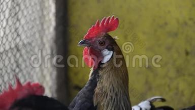 早晨，站在传统的农村谷仓上的金色公鸡的头上。 五颜六色的长尾凤凰